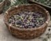 kuru-sele-zeytin-nedir-nasil-yapilir-blog-gorsel
