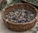 kuru-sele-zeytin-nedir-nasil-yapilir-blog-gorsel